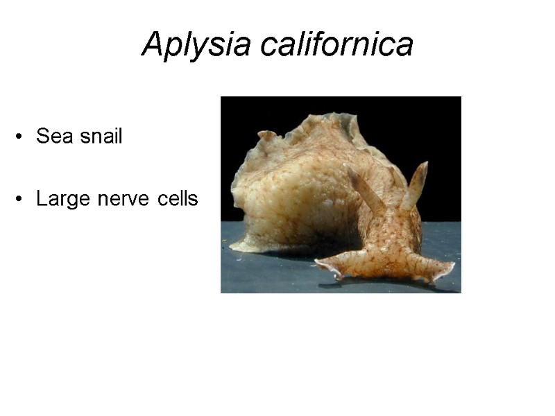 Aplysia californica Sea snail  Large nerve cells